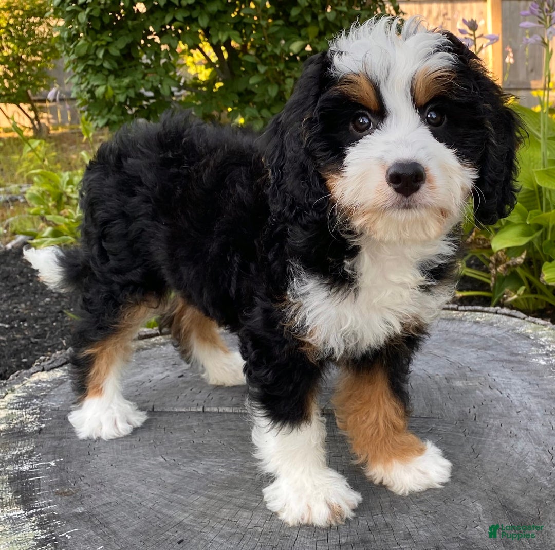 Mini Bernedoodle dogs for sale: 💜 Boston Ma 💜 Mini Bernedoodle - Image 3