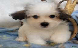 Havapoo dogs for sale: Kavi - Image 3