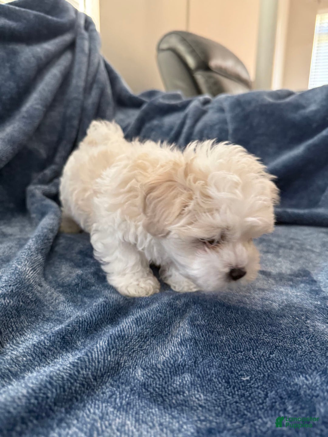 Coton De Tulear dogs for sale: Curly - Image 2