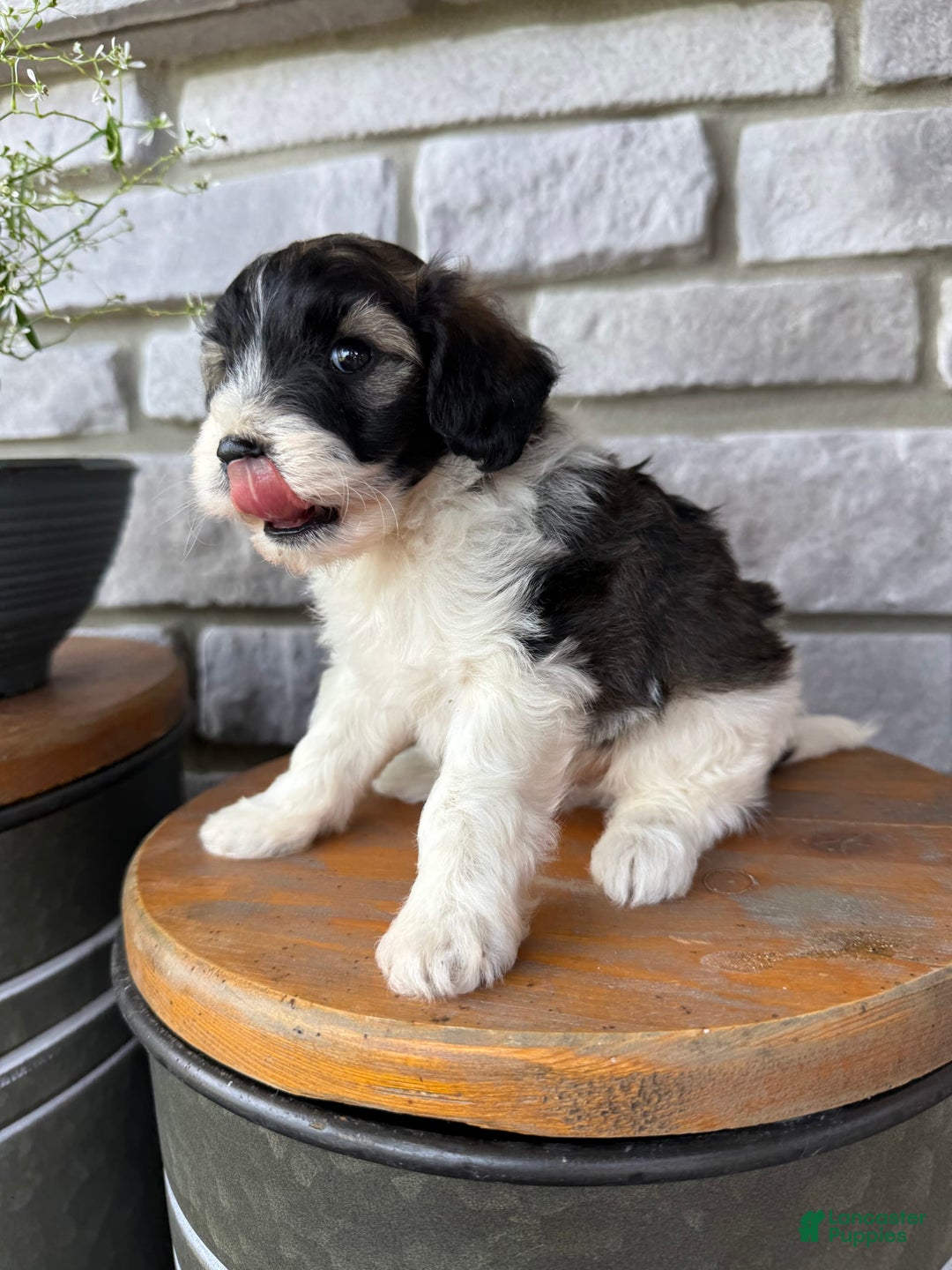 Teddy Bear dogs for sale: Evan - Image 6