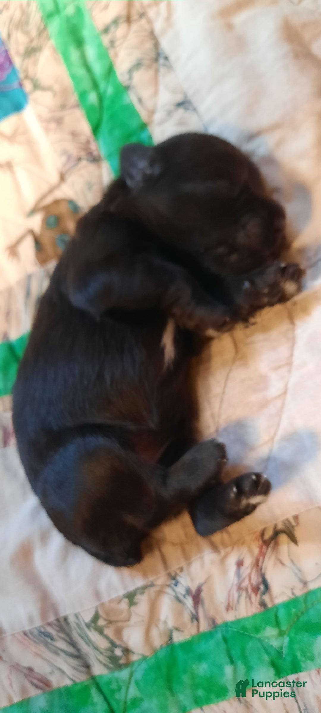 Miniature Schnauzer dogs for sale: Girl2 - Image 7