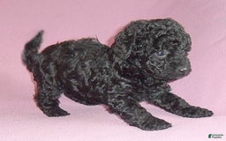 Yorkiepoo dogs for sale: Pepper - Image 2