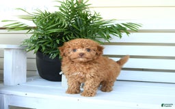 Bichpoo dogs for sale: Julian - Image 1