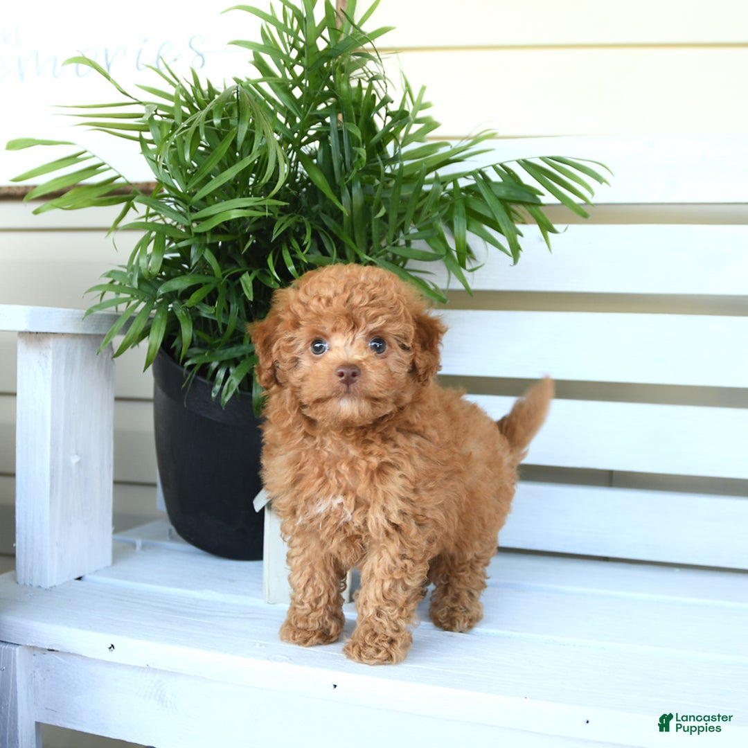 Bichpoo dogs for sale: Julian - Image 1