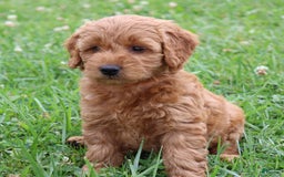 Mini Goldendoodle dogs for sale: Arlena - Image 9