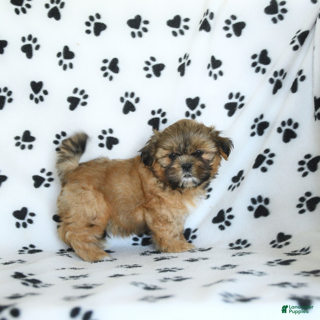 Shih Tzu dogs for sale: Freddie - Image 9