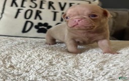 Pug dogs for sale: Champagne Male - Image 1