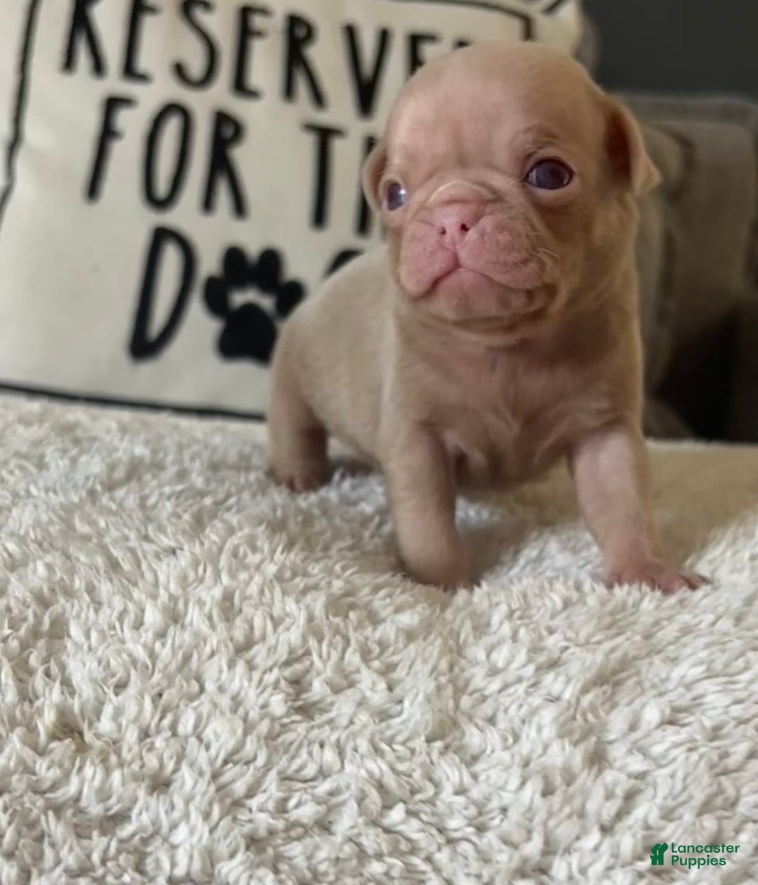 Pug dogs for sale: Champagne Male - Image 1