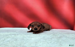Dachshund dogs for sale: Molly Female 2 - Image 1