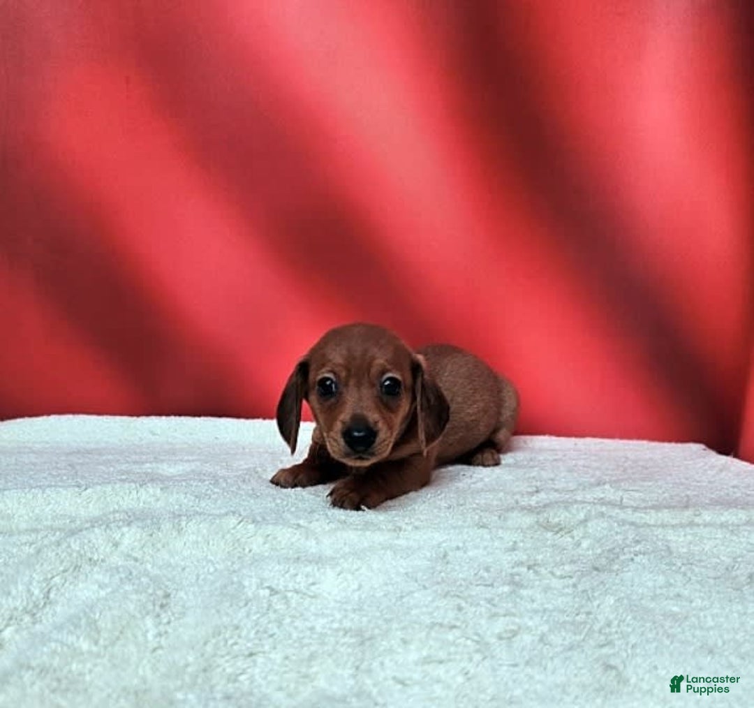 Dachshund dogs for sale: Molly Female 2 - Image 1