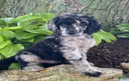 Standard Poodle dogs for sale: Rusty - Image 5