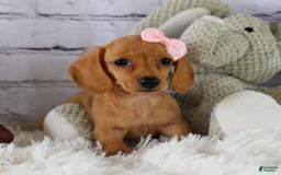Miniature Dachshund dogs for sale: Miniature Dachshund 3 puppies - Image 14