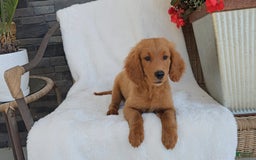 Goldendoodle dogs for sale: ARROW - Image 1