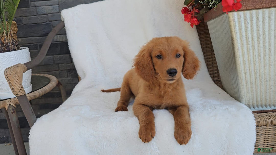 Goldendoodle dogs for sale: ARROW - Image 1