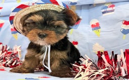 Yorkshire Terrier dogs for sale: Grumpy - Image 4