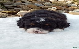 Mini Bernedoodle dogs for sale: Rambo - Image 39