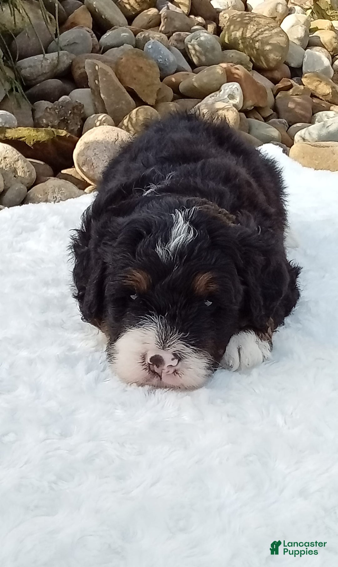 Mini Bernedoodle dogs for sale: Rambo - Image 39