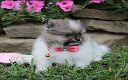 Pomeranian dogs for sale: Kylie - Image 12