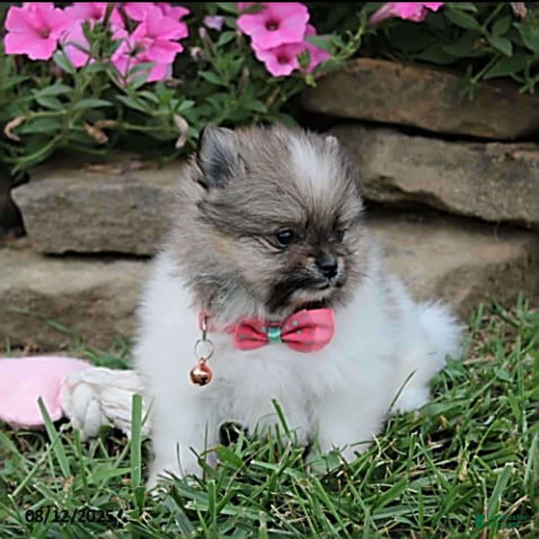 Pomeranian dogs for sale: Kylie - Image 12