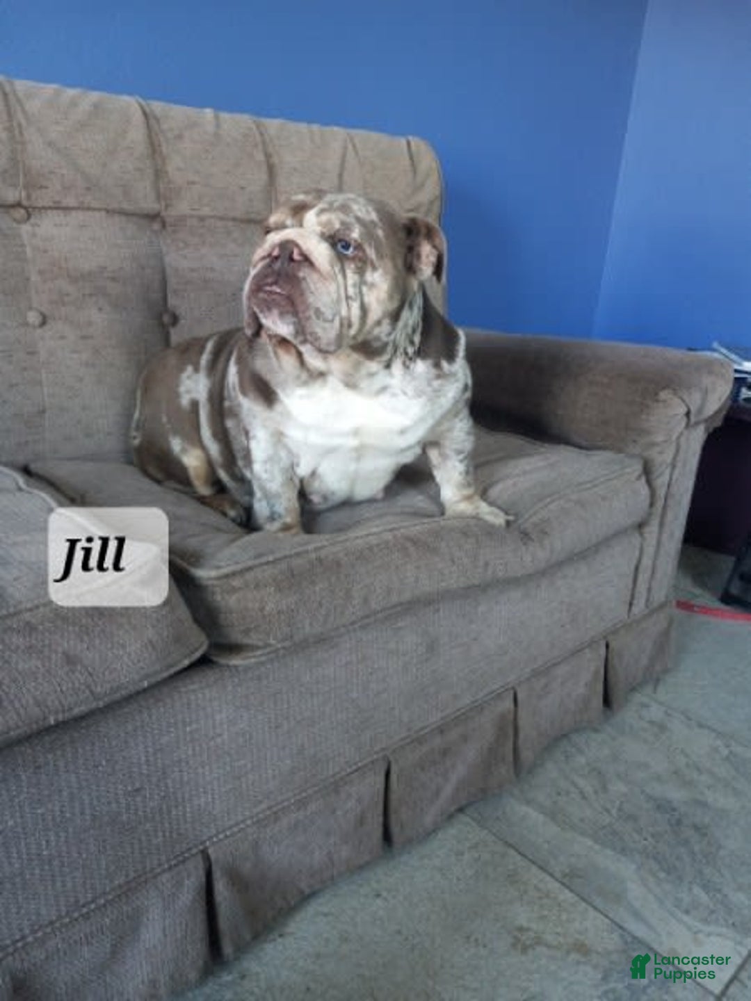 English Bulldog dogs for sale: Zeke - Image 10
