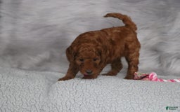 Mini Goldendoodle dogs for sale: Cinnamon - Image 16