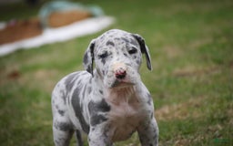 Great Dane dogs for sale: Jamaica - Image 23