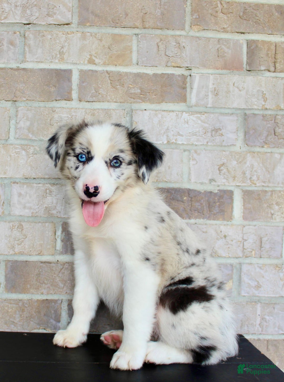 Australian Shepherd dogs for sale: Tillie - Image 3