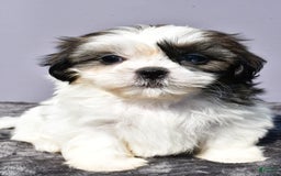 Pomeranian dogs for sale: Sweetie - Image 2