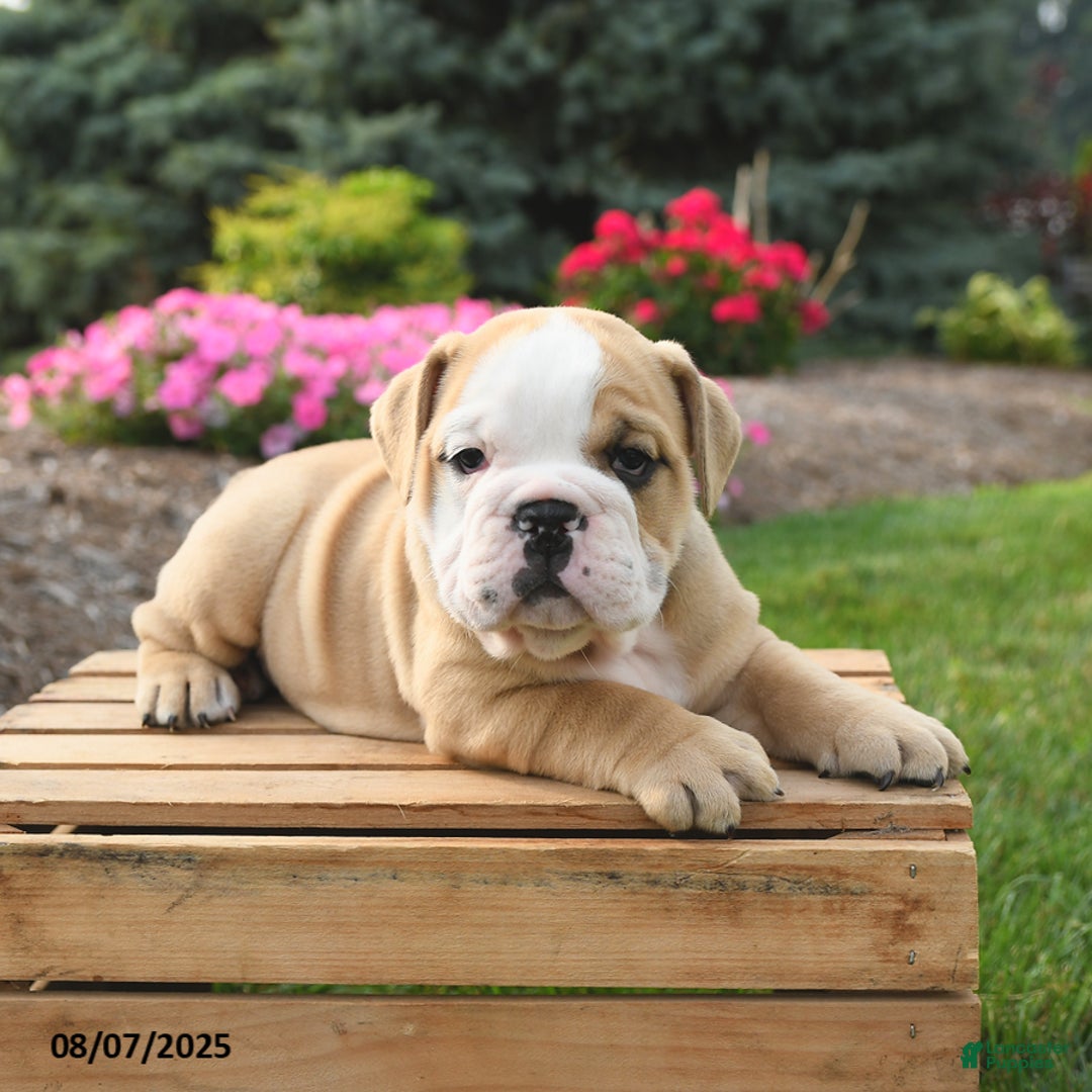 English Bulldog dogs for sale: Clover - Image 2