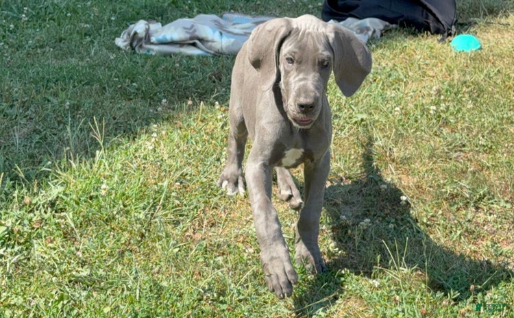 Great Dane dogs for sale - Ad 3