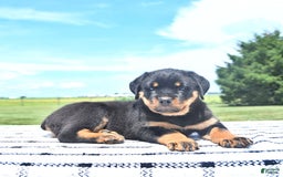 Rottweiler dogs for sale: Sparkle - Image 8