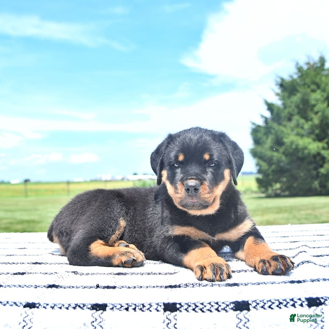 Rottweiler dogs for sale: Sparkle - Image 8