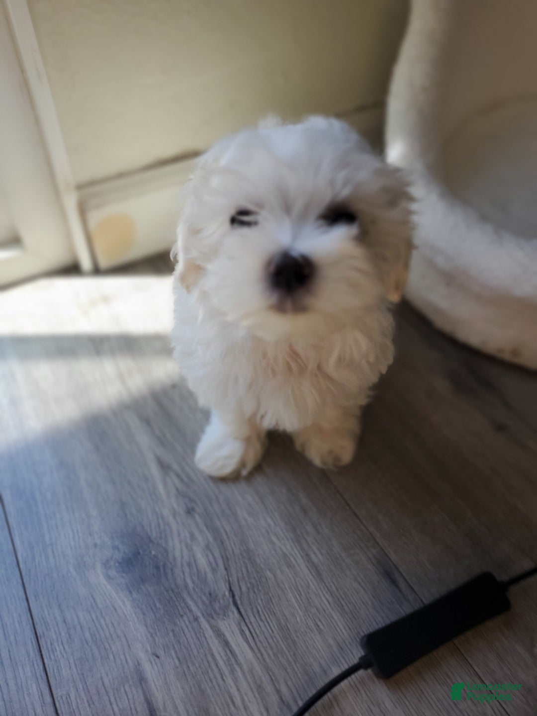 Maltese dogs for sale: Pepe - Image 2