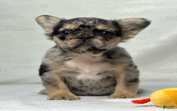 French Bulldog dogs for sale: Kingston - Image 6