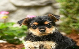 Yorkshire Terrier dogs for sale: Rose - Image 10