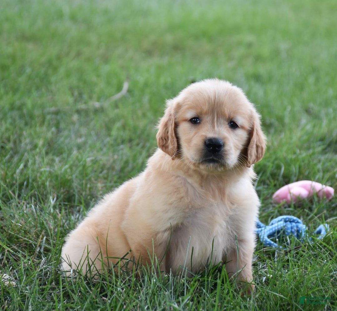 Golden Retriever dogs for sale: Chloe - Image 1