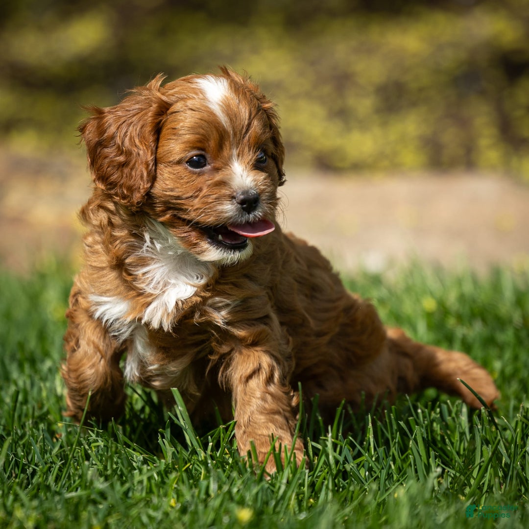 Cavapoo dogs for sale: Toby - Image 6