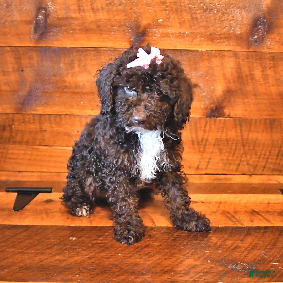 Miniature Poodle dogs for sale: Miniature Poodle 5 puppies - Image 1