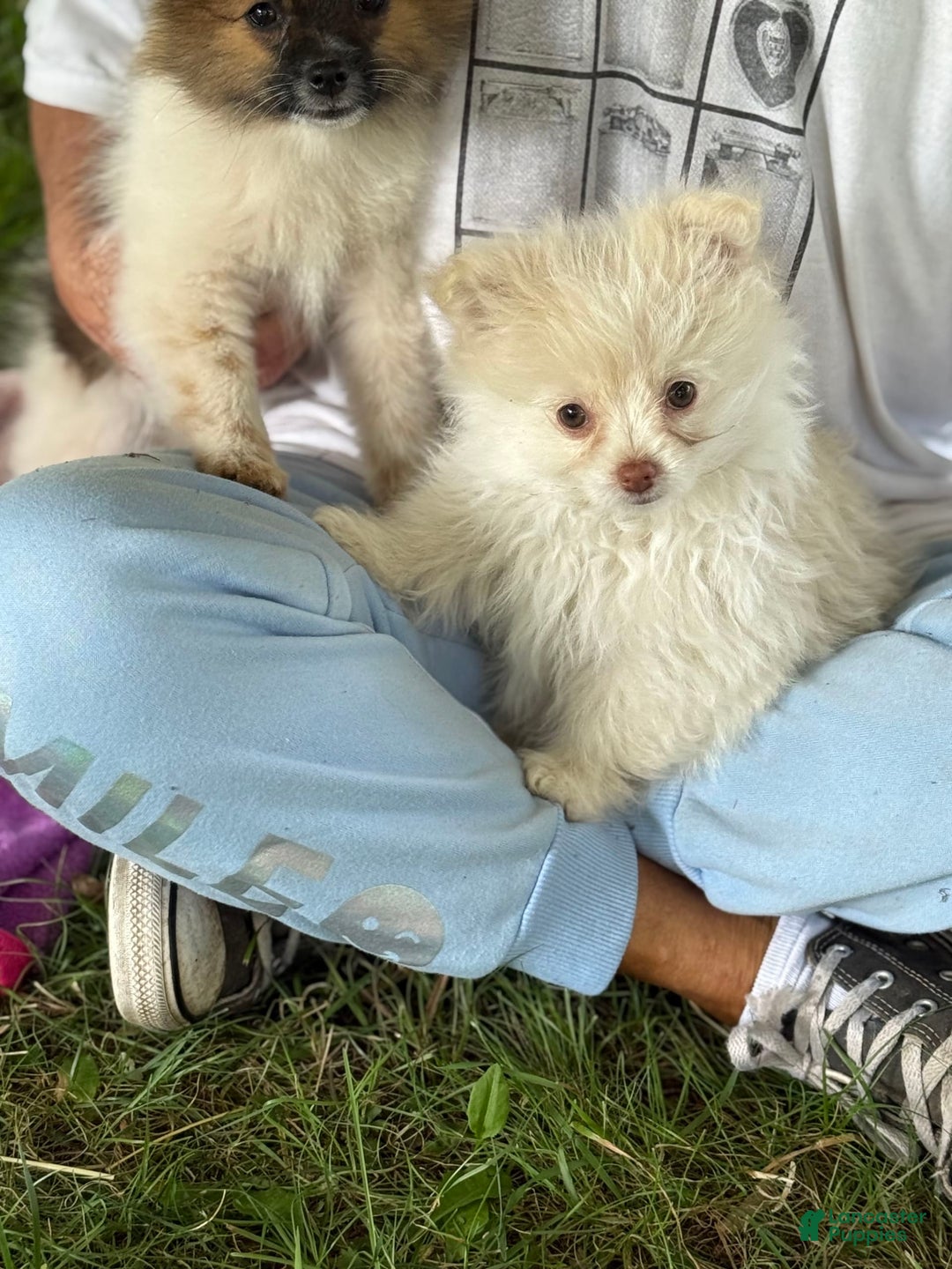 Pomeranian dogs for sale: Puff - Image 2