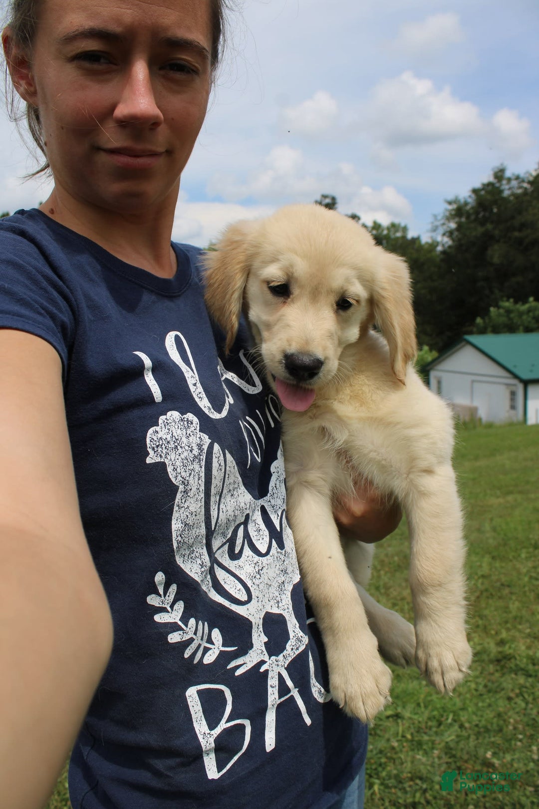 Golden Retriever dogs for sale: Costa - Image 6