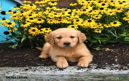 Golden Retriever dogs for sale: Fern - Image 2