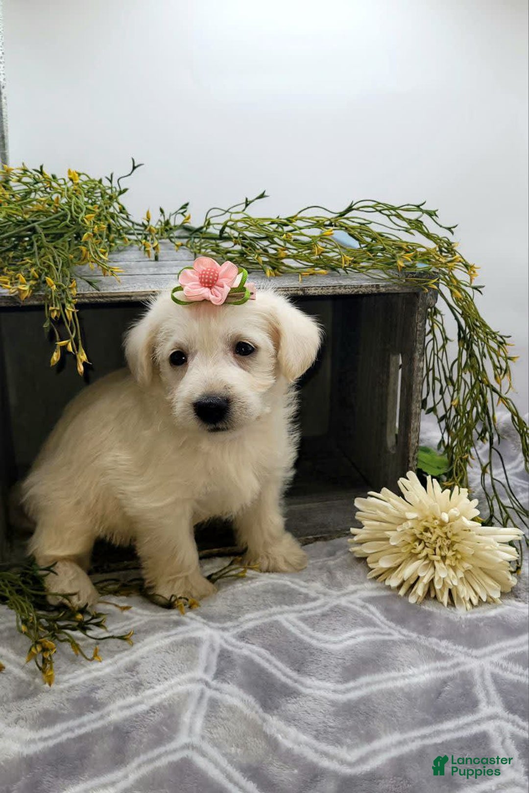 West Highland Terrier dogs for sale: Jewel - Image 2