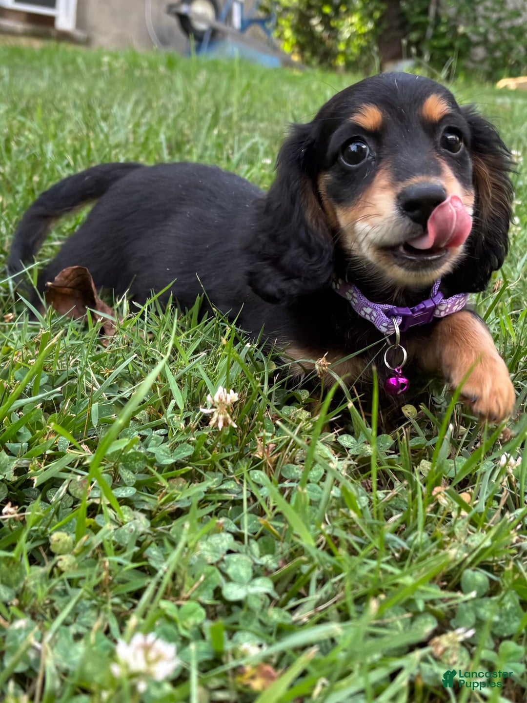 Miniature Dachshund dogs for sale: Olive - Image 2
