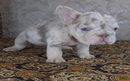 French Bulldog dogs for sale: Xs Rio - Image 6