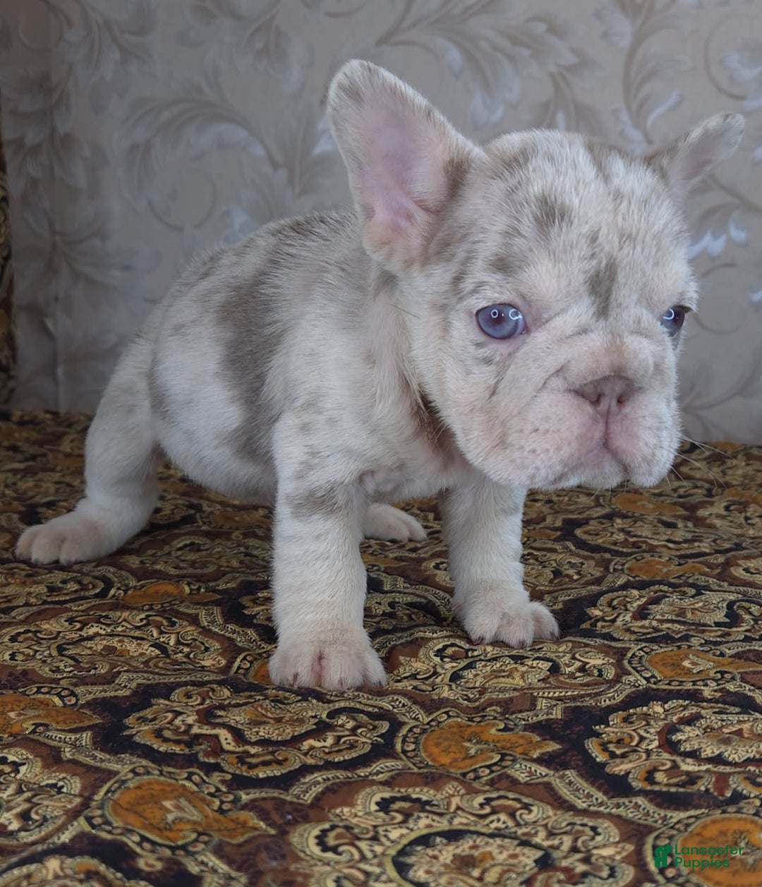 French Bulldog dogs for sale: Xs Rio - Image 6