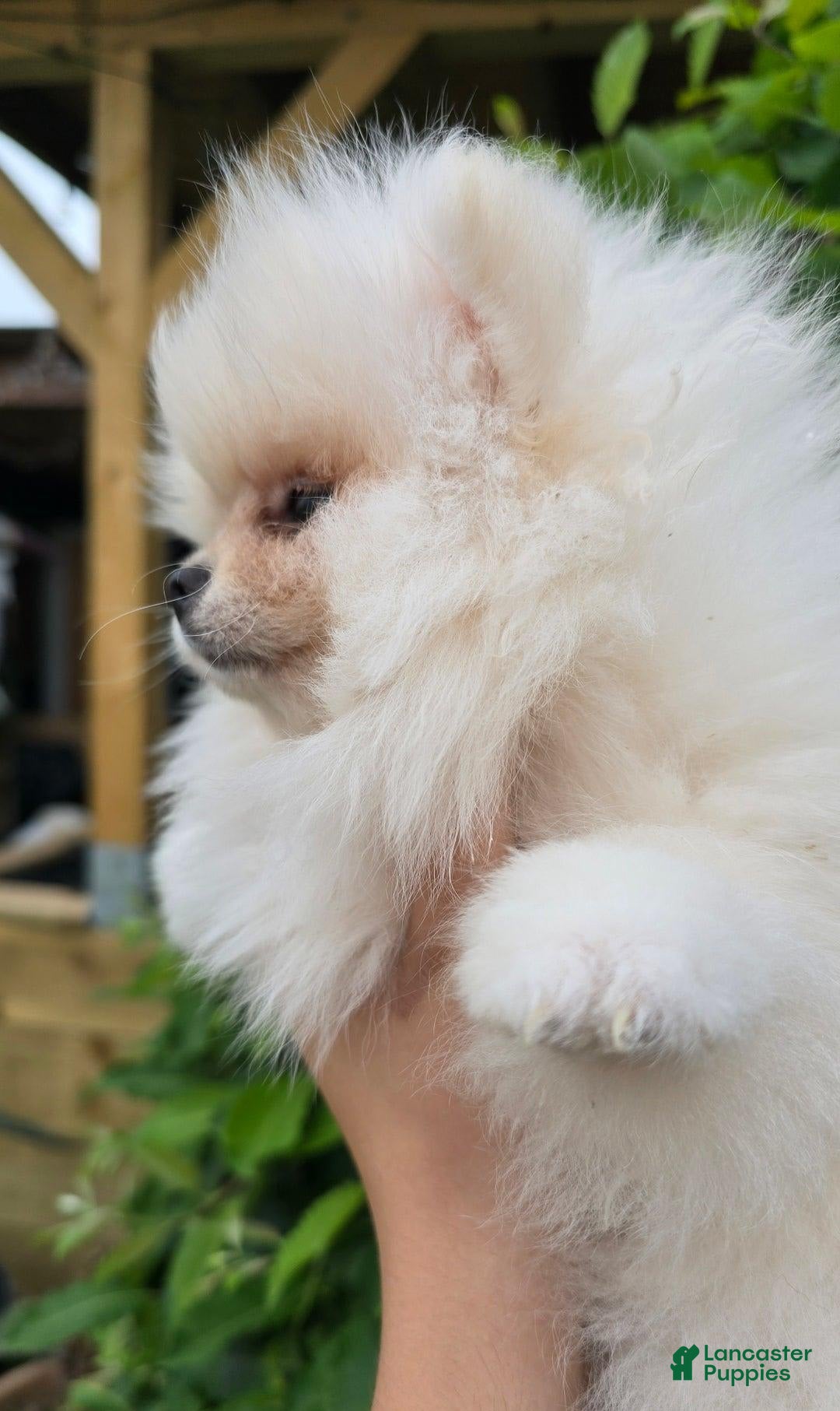 Pomeranian dogs for sale: Leny - Image 2