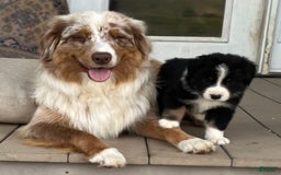 Australian Shepherd dogs for sale: Colin - Image 8