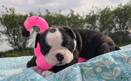 Olde English Bulldogge dogs for sale: Jp - Image 8
