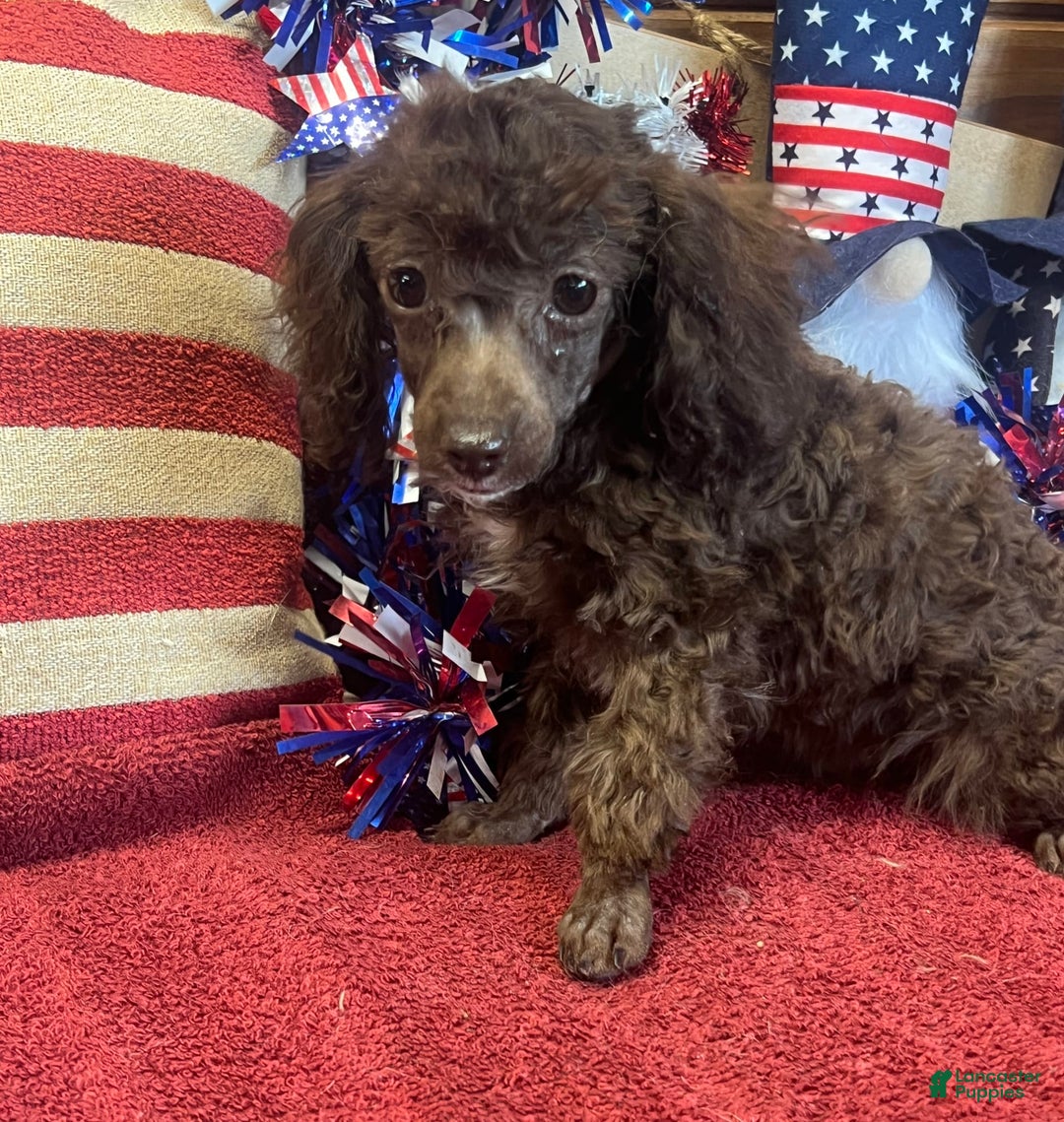 Toy Poodle dogs for sale: Max - Image 7