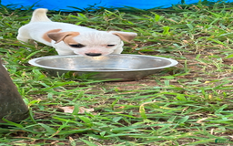 Jack Russell Terrier dogs for sale: Boy 4 - Image 1